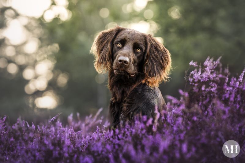 Camp: Aus der Traum? Vom Leben mit speziellen Hunden.