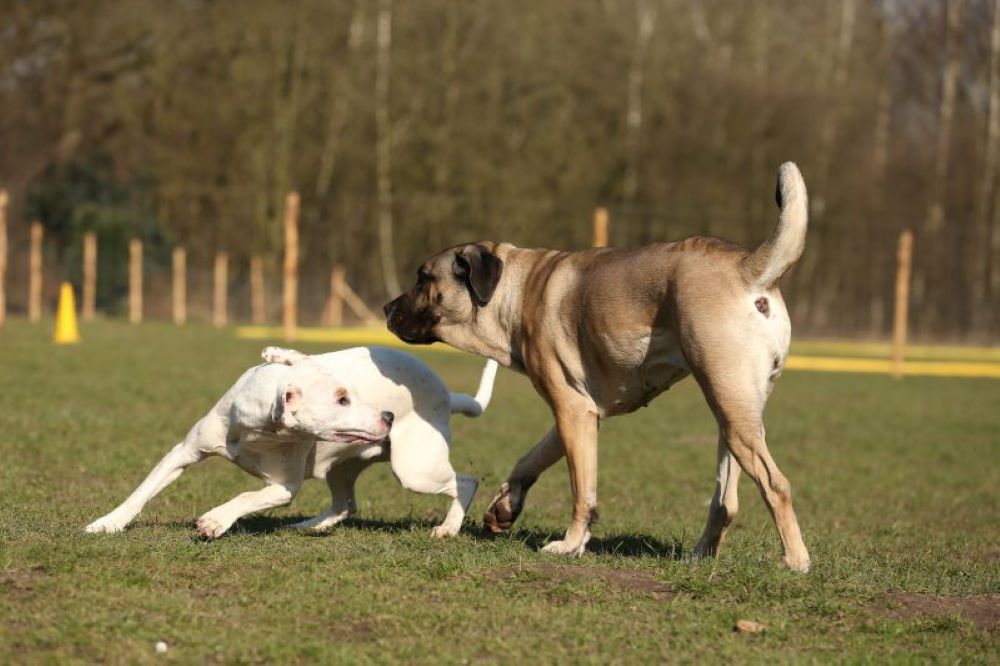 Deep talk! Hunde lesen lernen! Ausdrucksverhalten des Hundes