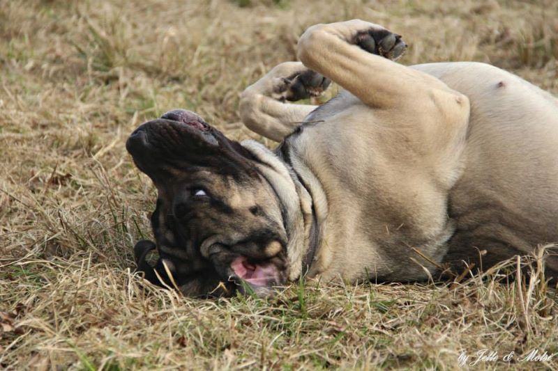 Entspannter Hund!Die Chill-Out Gruppe!