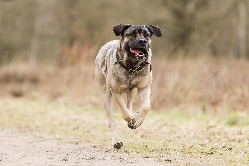 Gesundheit des Hundes! Grundlagenwissen für Hundehalter*innen