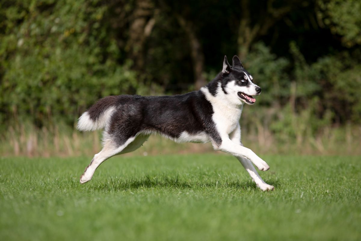 Hund im Gleichgewicht! Körperanalyse