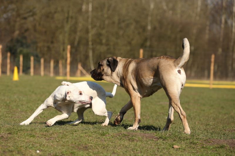 Hundekontaktstunde