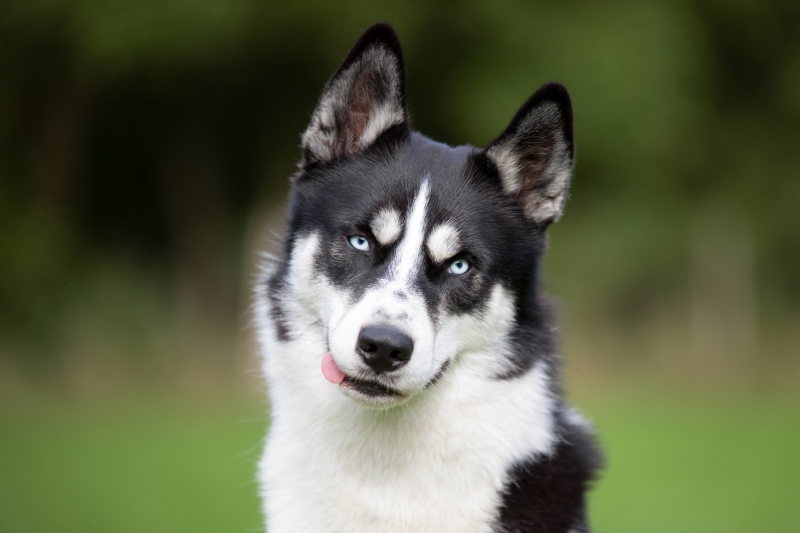 Watte im Kopf? Pubertät des Hundes